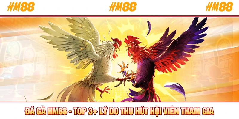 Đá gà HM88
