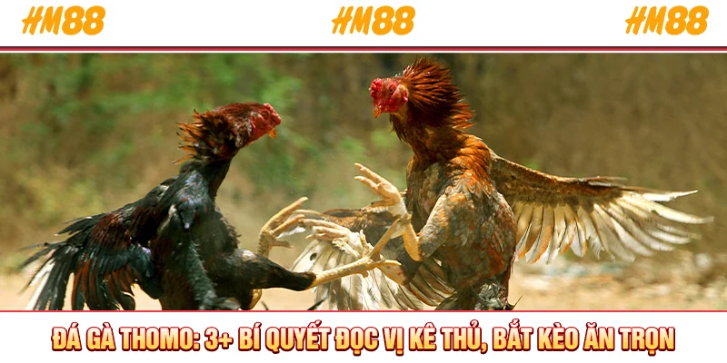 Đá gà thomo