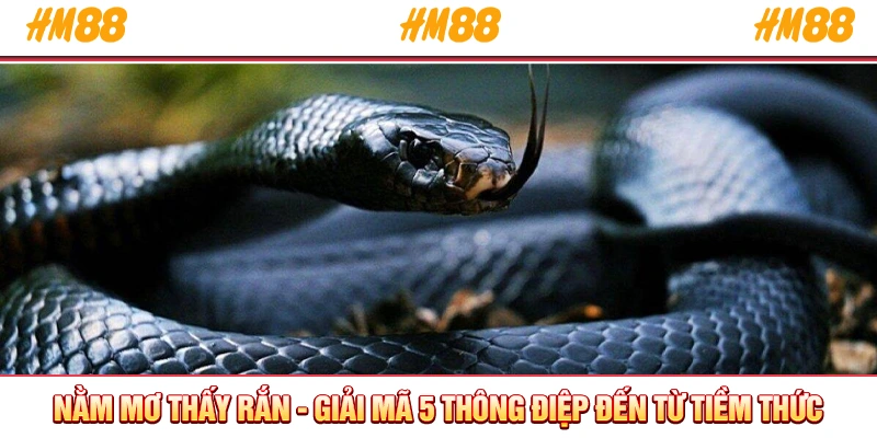 Nằm mơ thấy rắn